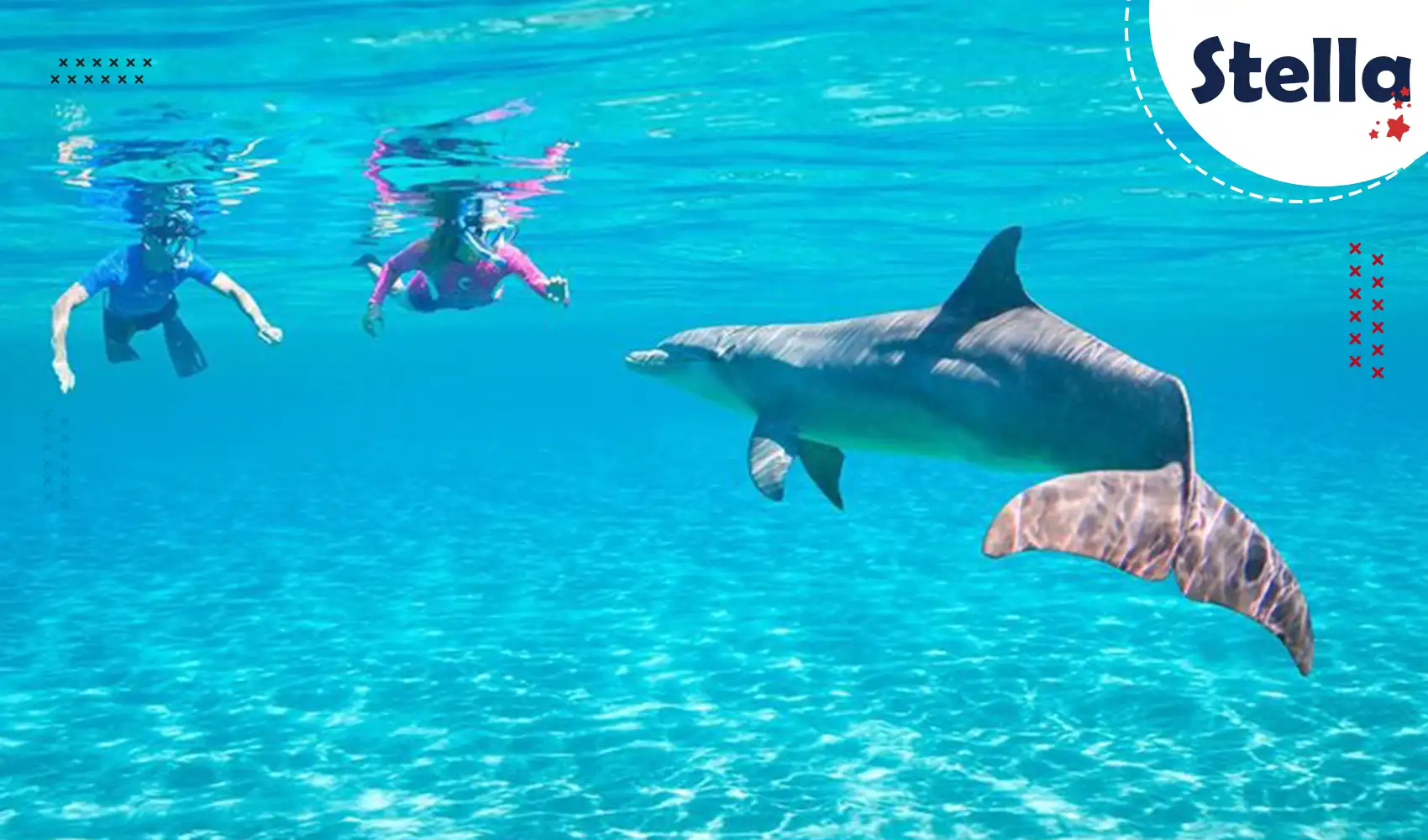 Schwimmen Sie mit wilden Delfinen am Delfinhaus – ein beliebter Ausflug in Hurghada für Natur- und Tierfreunde.