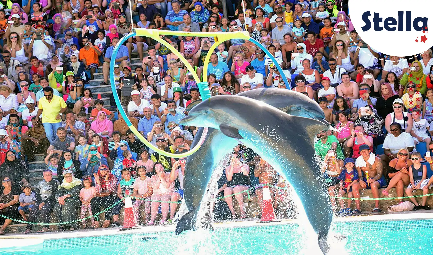 Begeistern Sie Ihre Kinder mit einer Delfinshow in Hurghada – spielerische Tricks und echte Freude für die ganze Familie.